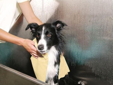 Superchłonny ręcznik dla zwierząt Show Tech - 66x43 cm