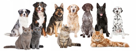 YUUP! All Type of Coat Shampoo – uniwersalny szampon do sierści psa i kota 250 ml