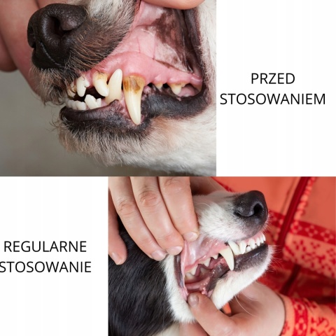 YUUP! Dental Spray 100 ml – pasta do zębów w sprayu dla psa i kota - efekty regularnego stosowania